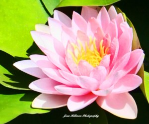 Lilypad5-closeup-signed