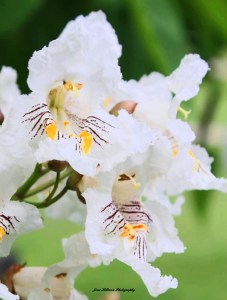 PickwickFlower5-closeup-signed